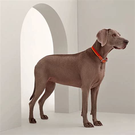 hermes dog toy|hermes collars for dogs.